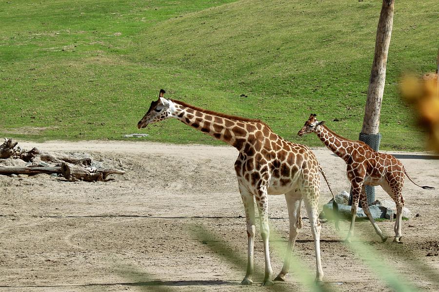 The San Diego Zoo Safari Park Photograph by Hector Ericksen - Fine Art ...