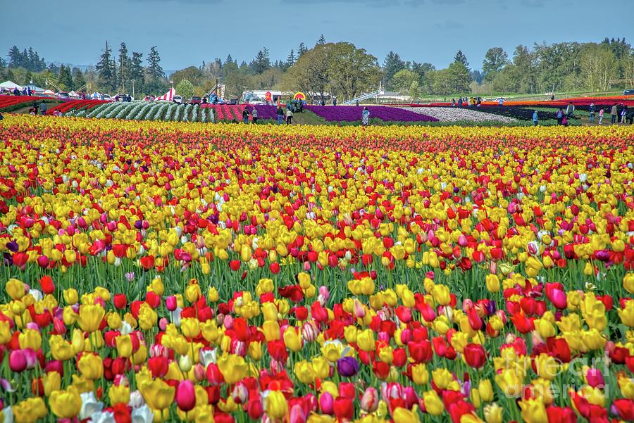 The Wooden Shoe Tulip Farm located in Woodburn, Oregon Photograph by ...