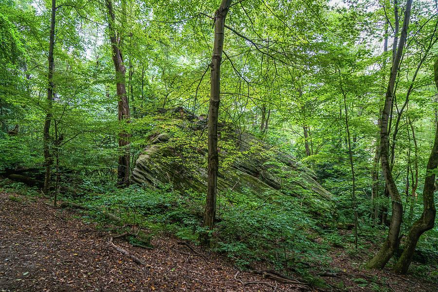 Forest Photograph - Thompson Ledges Park by Ric Schafer Forest Photograph - Thompson Ledges Park by Ric Schafer