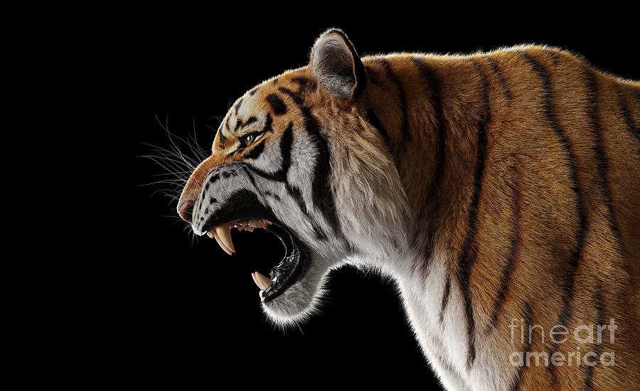 Wildlife Photograph - Tiger roar portrait on black #4 by Michal Bednarek