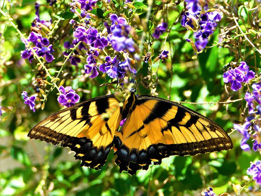 Tiger Swallowtail #4 Photograph by Gena Herro