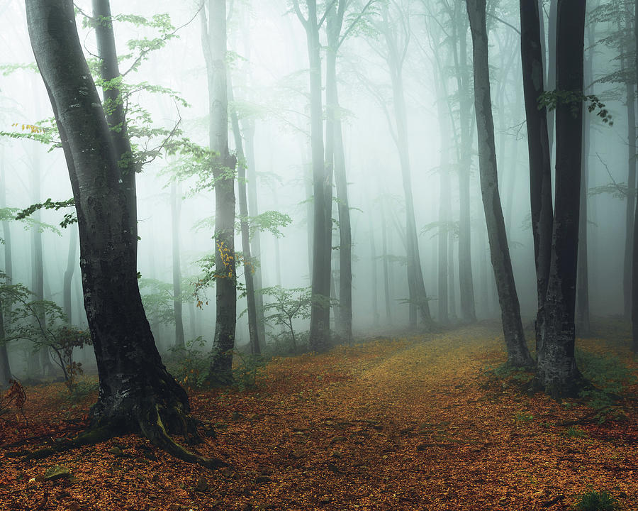 Trail in foggy forest #4 Photograph by Toma Bonciu
