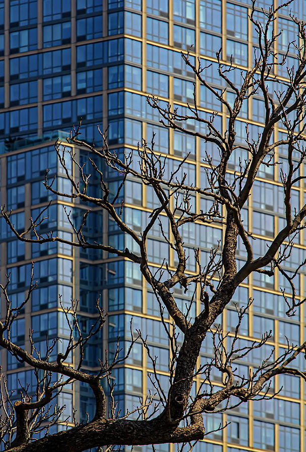 Tree And High Rise Photograph