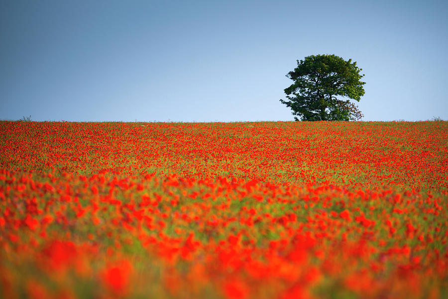 Poppy Photograph - Tree in a Poppy Field #4 by Alan Copson