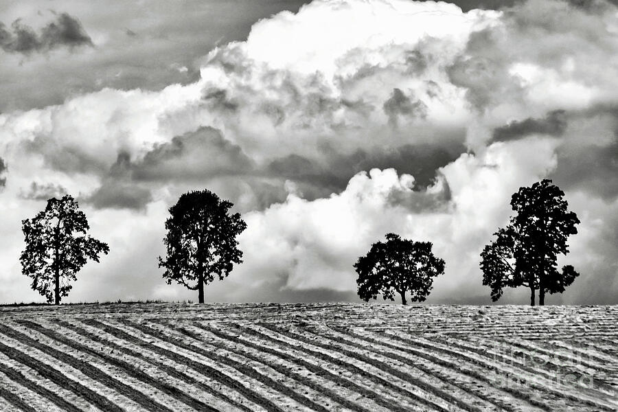 Black And White Photograph - 4 Trees - Black And White by Jack Andreasen