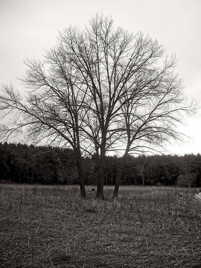 4 trees, UW Arboretum, Madison, WI 2 Photograph by Steven Ralser