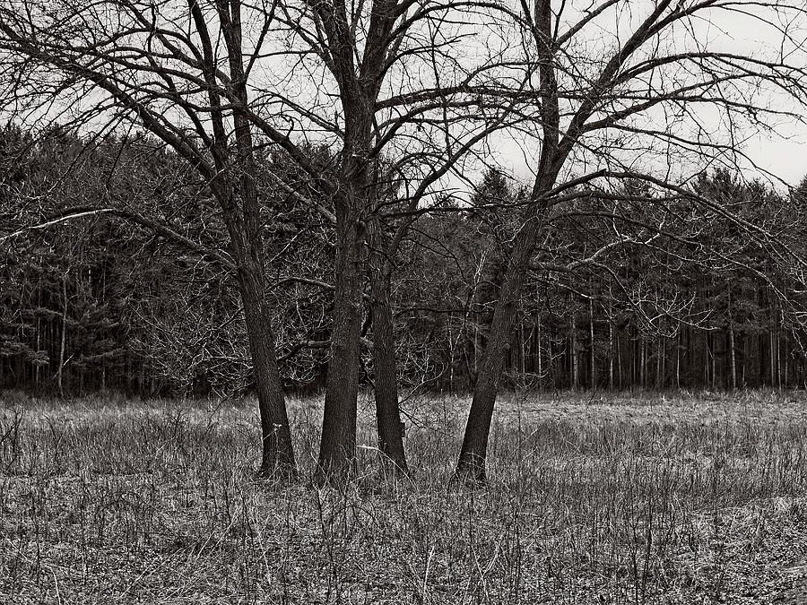 4 trees, UW Arboretum, Madison, WI Photograph by Steven Ralser