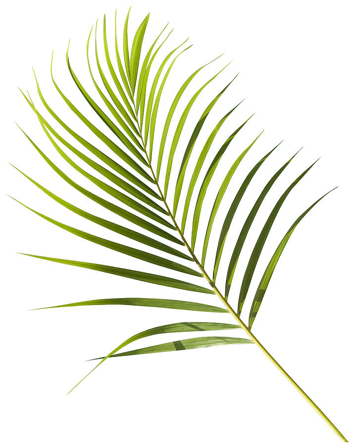 Tropical green palm leaf isolated on white with clipping path #4 Photograph by Joakimbkk