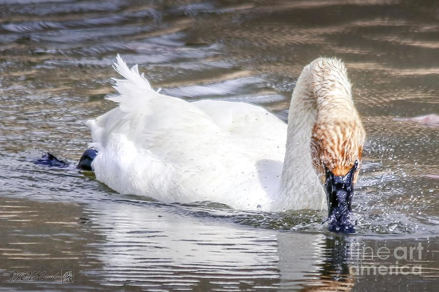 Trumpeter Swan in Water #2 Photograph by J McCombie