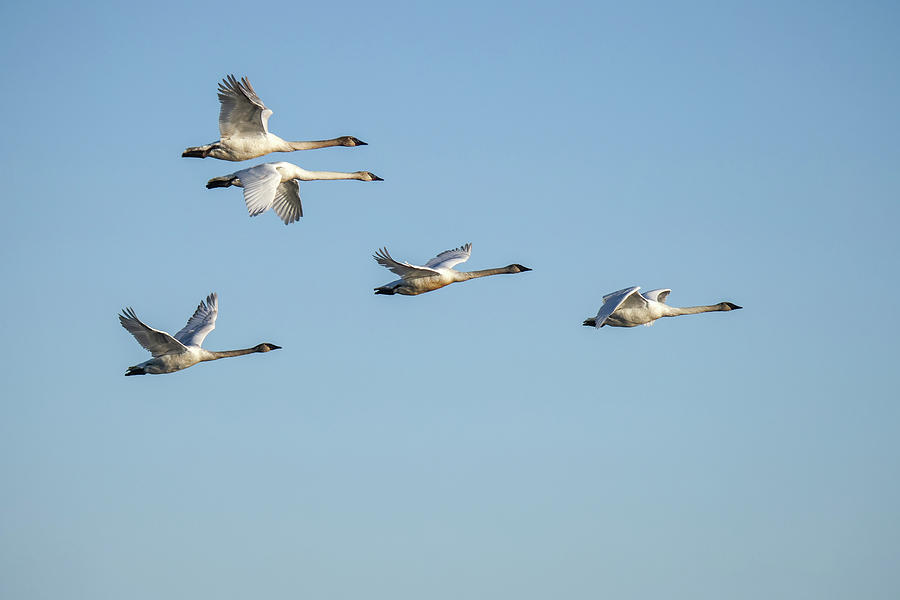 Trumpeter Swans #4 Photograph by Brook Burling