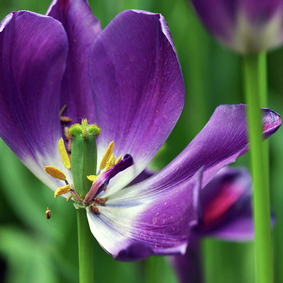 Tulip #4 Photograph by Yue Wang