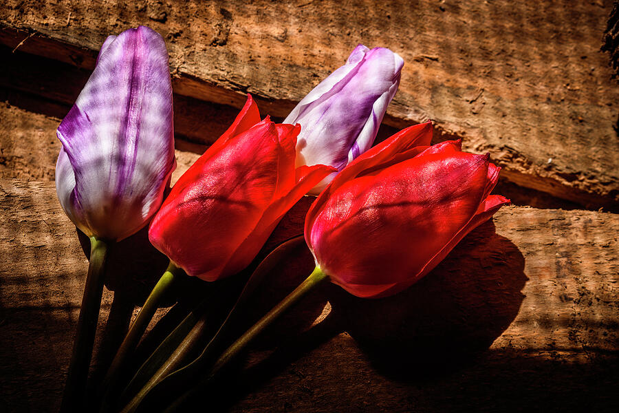 4 Tulips Photograph by Jim Love - Fine Art America