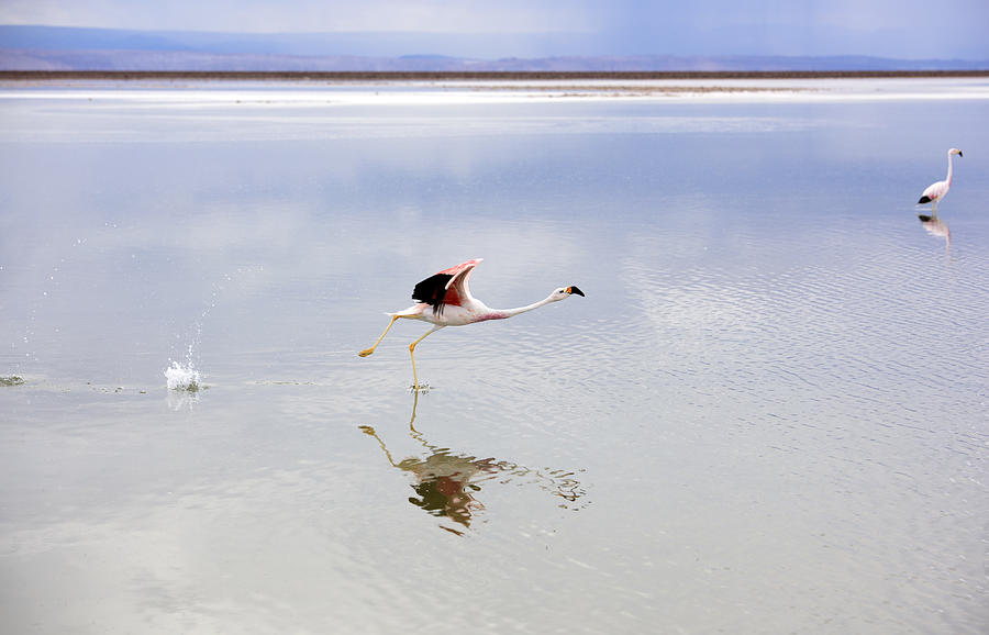 Two greater flamingos at Laguna Chaxa, Los Flamencos National Reserve, Chile #4 Photograph by Feifei Cui-Paoluzzo