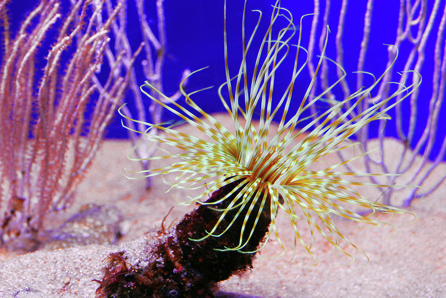 Under water coral life #4 Photograph by Severija Kirilovaite