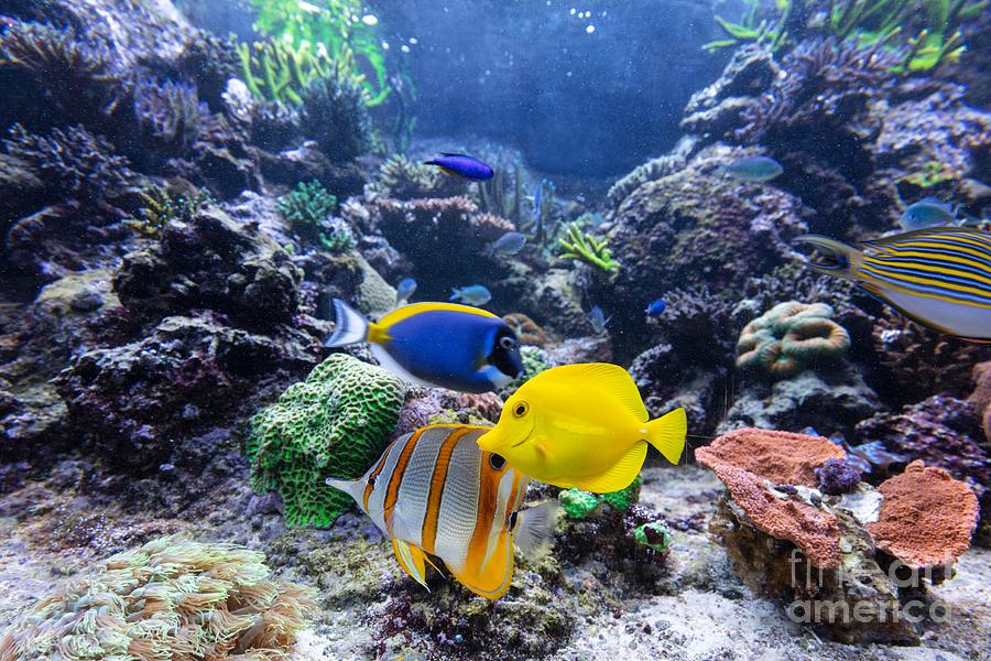 Underwater ocean - fish and coral reef #4 Photograph by Michal Bednarek