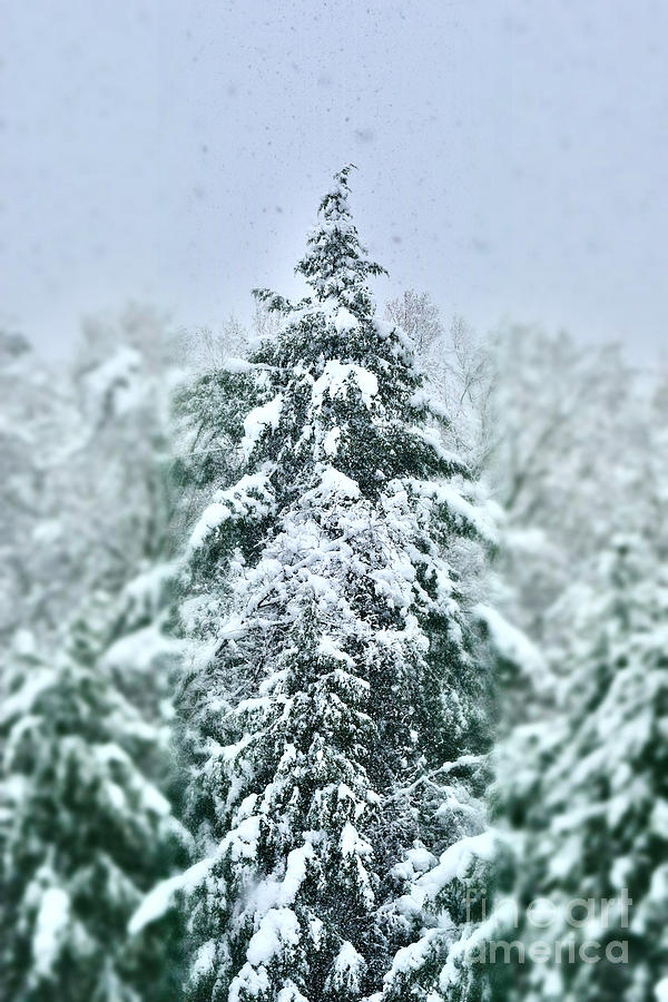 Vermont Magical Snowy Christmas Tree Photograph by Debra Banks