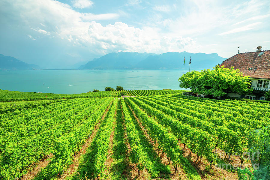 Vineyards of Lavaux #4 Photograph by Benny Marty