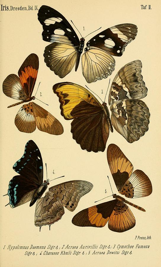 Vintage Butterfly Illustrations #4 Mixed Media by World Art Collective