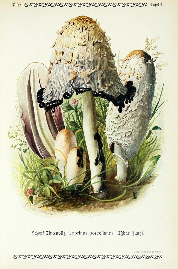 Vintage Fungi Illustrations #4 Mixed Media by World Art Collective