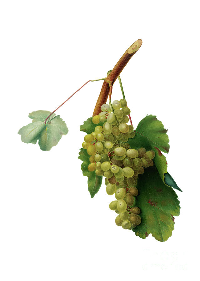 Vintage Grape Vine Botanical Illustration On Pure White Painting