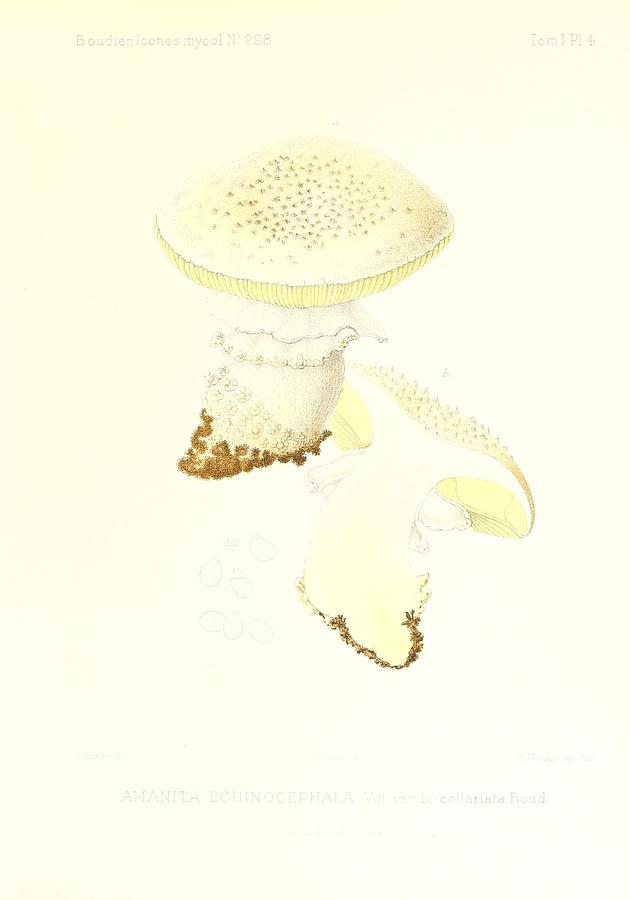 Vintage, Poisonous and Fly Mushroom Illustrations #4 Mixed Media by World Art Collective