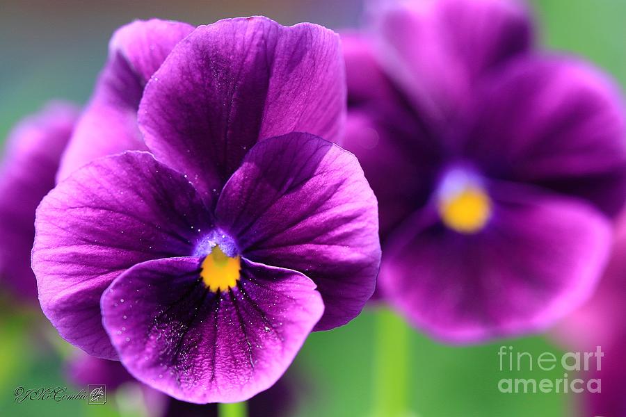 Viola Named Sorbet Xp Purple Photograph By J Mccombie - Fine Art America