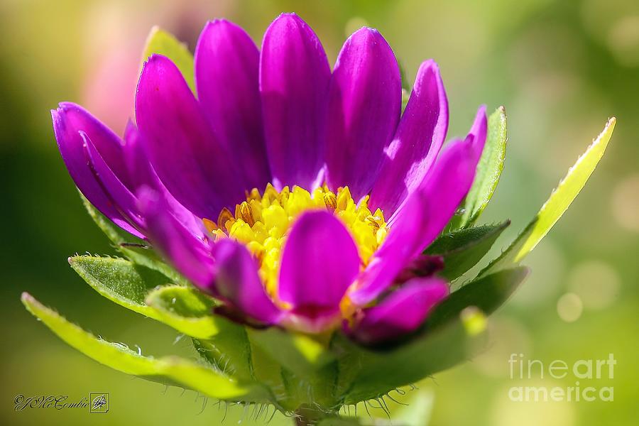 Violet Aster from the Daylight Mix #5 Photograph by J McCombie