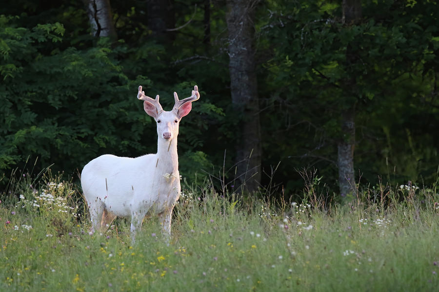 White Buck #4 Photograph by Brook Burling