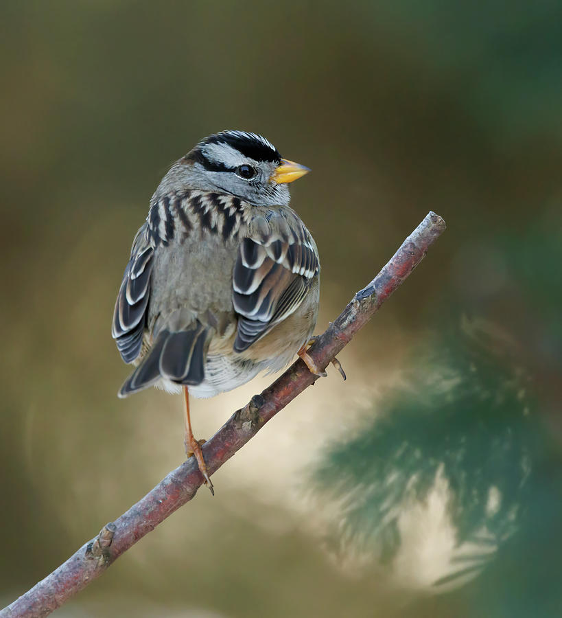 White Crowned Sparrow #4 Photograph by Angie Vogel