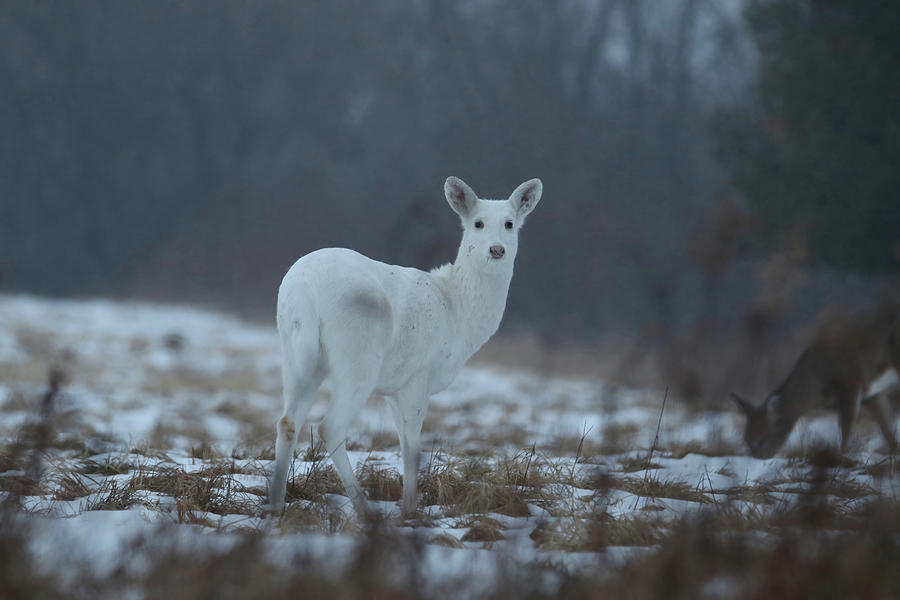 White Deer #4 Photograph by Brook Burling