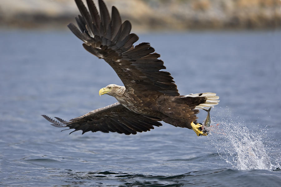 White-tailed Sea Eagle #4 Photograph by Winfried Wisniewski