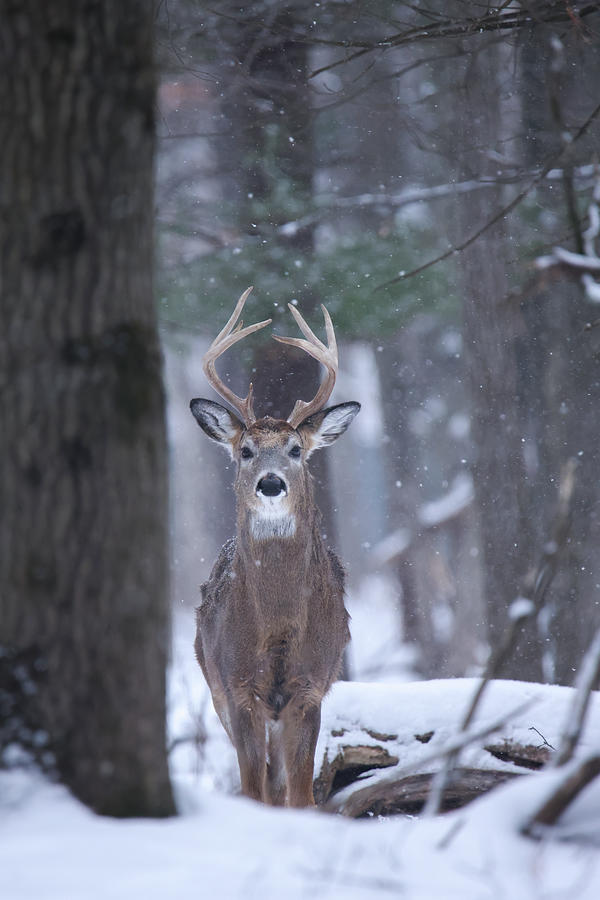 Whitetail Buck #4 Photograph by Brook Burling