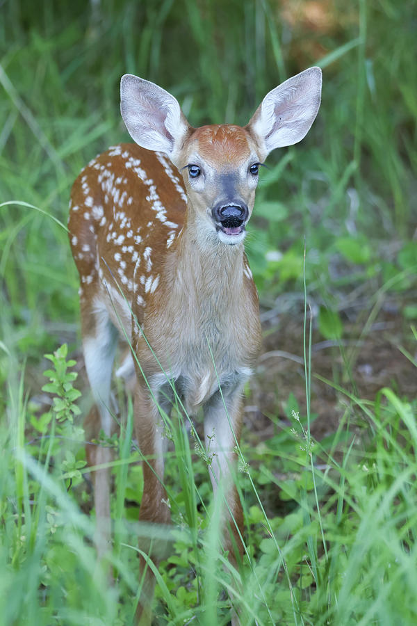 Whitetail Fawn #4 Photograph by Brook Burling