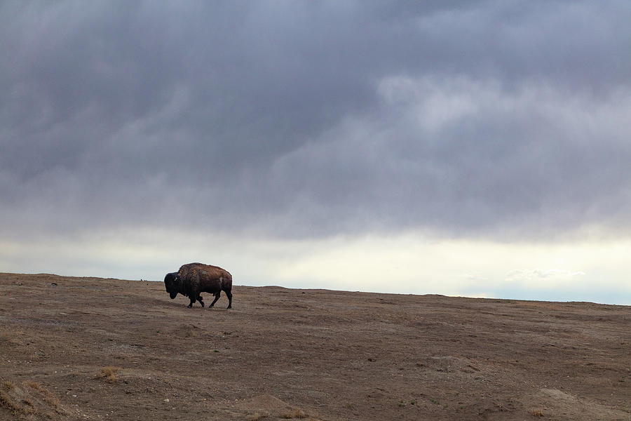 Wide shot of lone buffalo at Theodore Roosevelt National Park in North Dakota #4 Photograph by Eldon McGraw