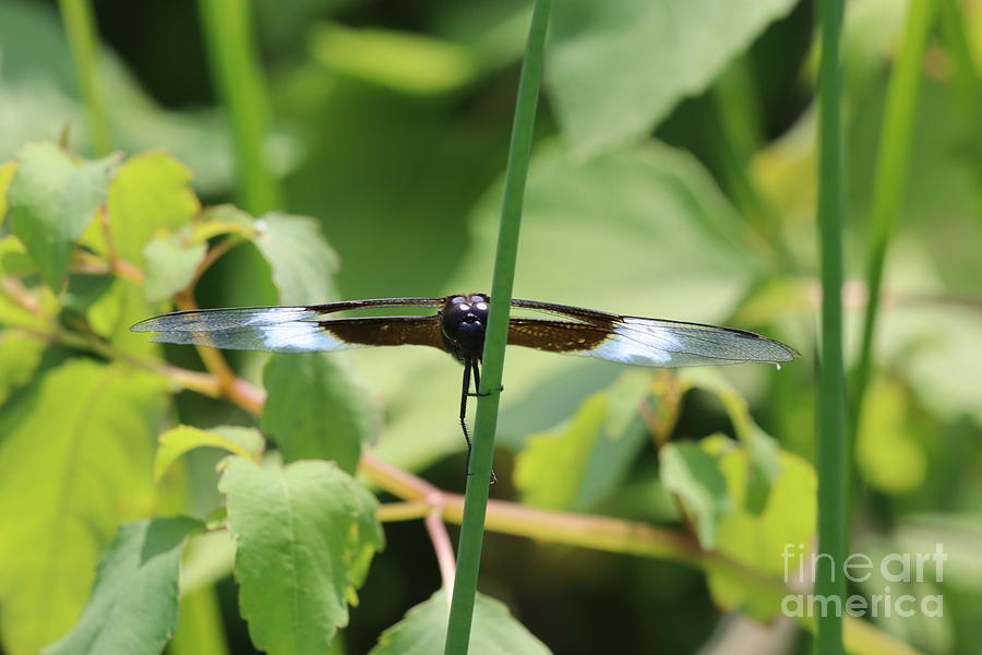 Widow Skimmer Dragonfly #4 Photograph by Tom Doud