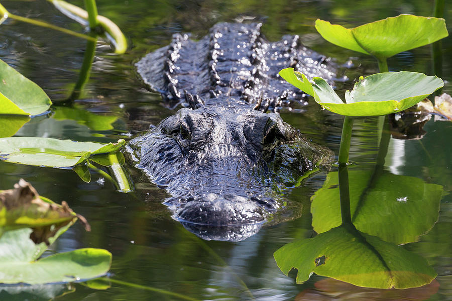 Wild Alligator in Everglades National Park Photograph by Patrick Barron
