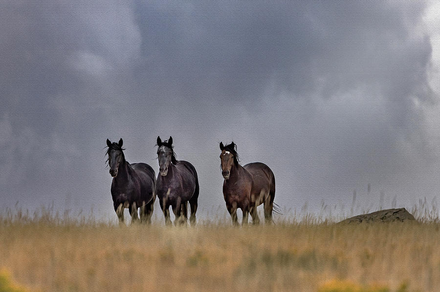 Wild Horses #4 Photograph by Laura Terriere Wild Horses #4 Photograph by Laura Terriere