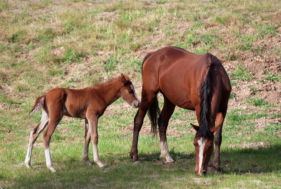 Wild Horses Ruidoso New Mexico Photograph by Robert Braley