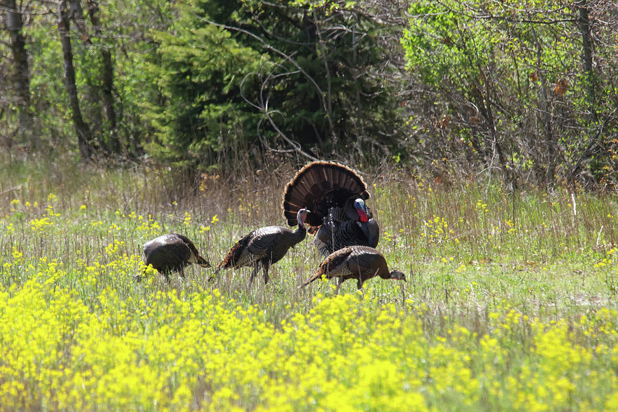 Wild Turkey #4 Photograph by Brook Burling