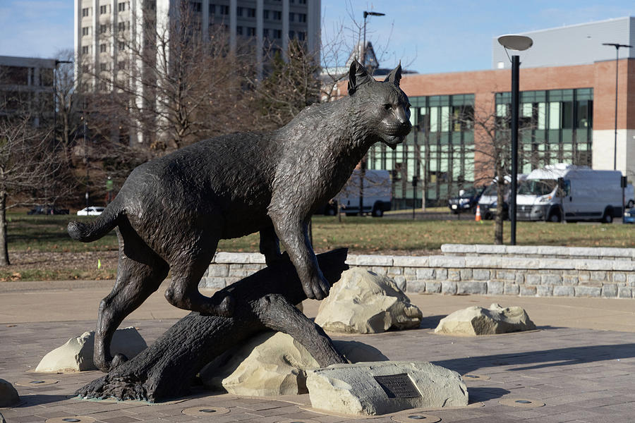 Wildcat statue at the University of Kentucky #4 Photograph by Eldon McGraw