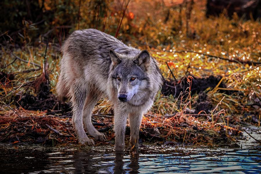 Wolves Photograph - Wildlife #4 by Brian Venghous