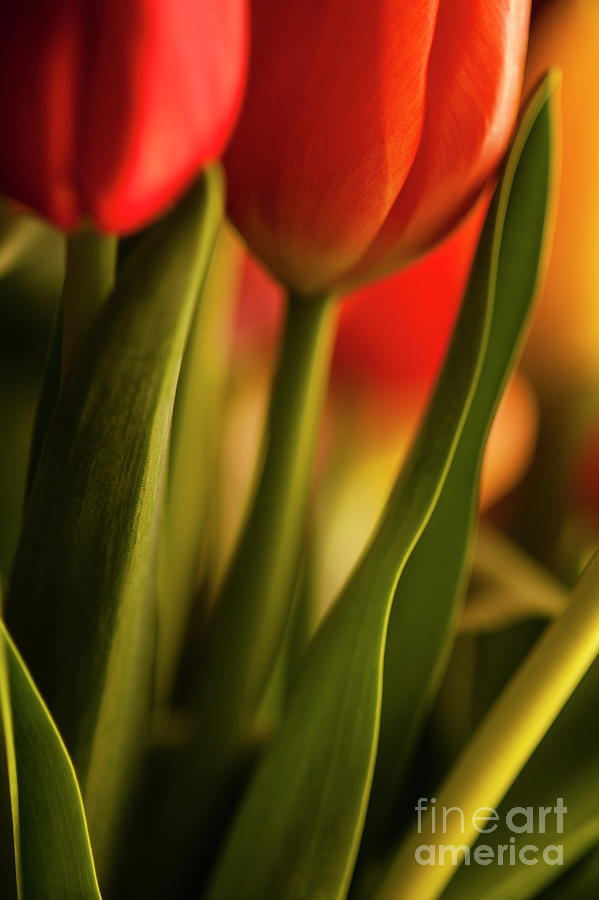 Window Light With Multicolored Tulips Photograph