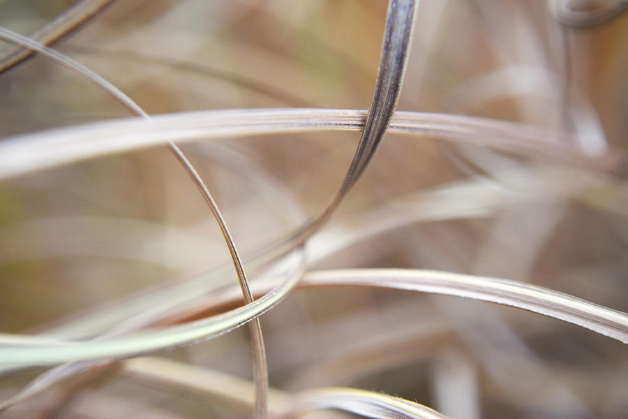 Winter Grasses #4 Photograph by Curtis Krusie