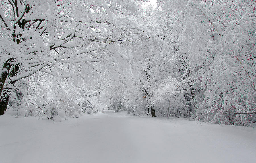 Winter Photograph by Iwona Sikorska - Fine Art America