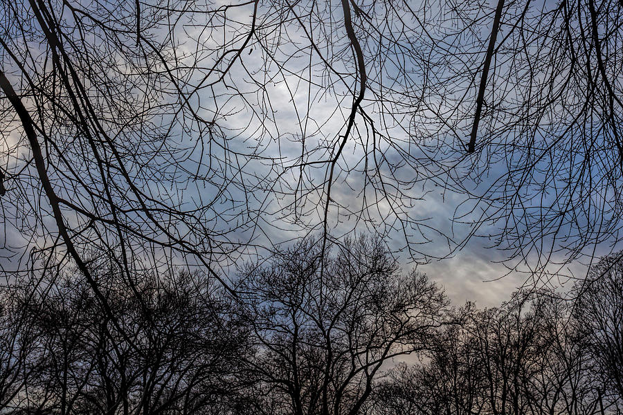 Winter Trees Sky and Clouds #4 Photograph by Robert Ullmann