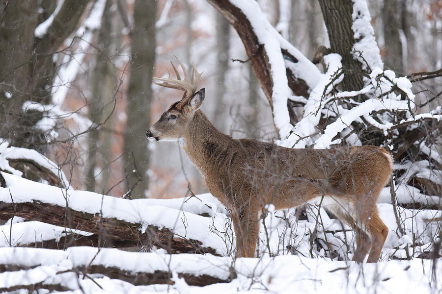 Winter Whitetail #4 Photograph by Brook Burling
