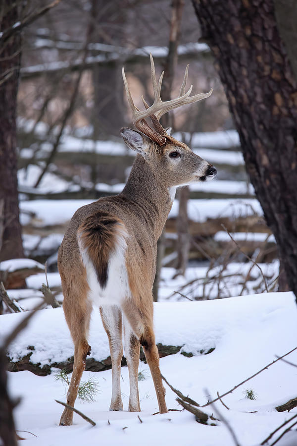 Winter Whitetail Buck Photograph by Brook Burling - Fine Art America