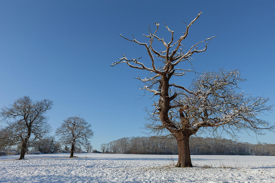Winter Wonderland #4 Photograph by Nick Atkin