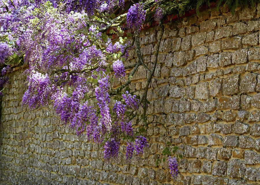 Wisteria #4 Photograph by Shirley Mitchell