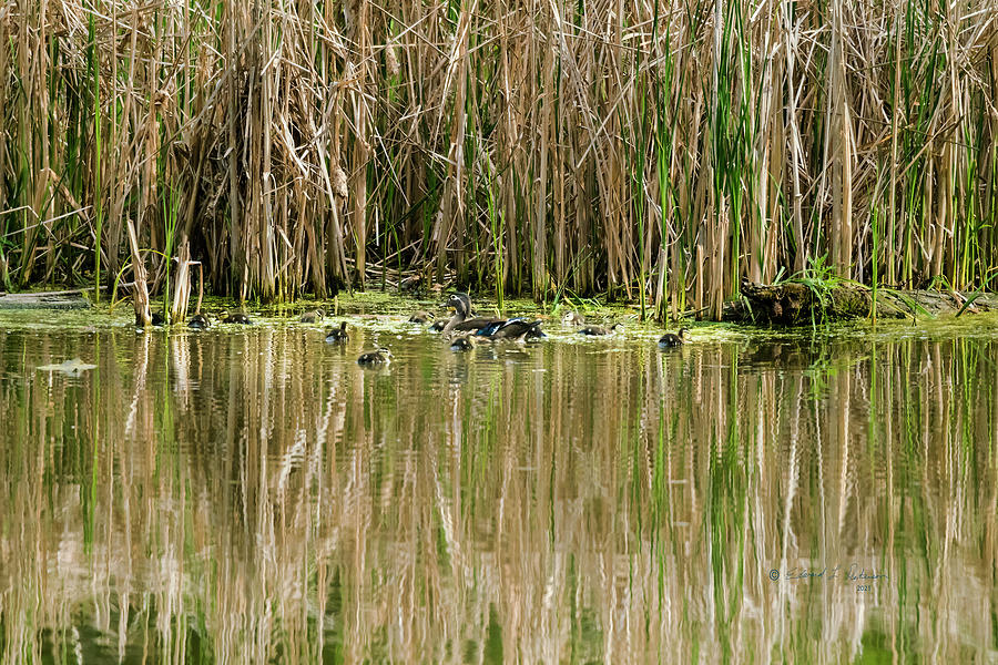 Wood Duck Family #4 Photograph by Ed Peterson